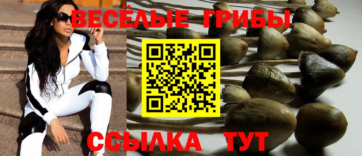 Балтийск  что такое наркотик  Вход с VPN  Псилоцибиновые грибы Psilocybe 